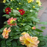 Image of Dahlia