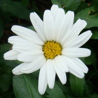 Image of Daisy Shasta