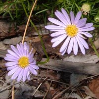 Image of Daisy Swan River