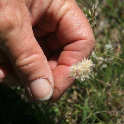 Image of Short Wallaby Grass
