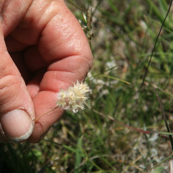 Image of Short Wallaby Grass