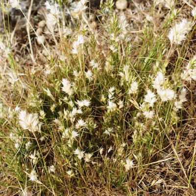 Image of Kneed Wallaby Grass