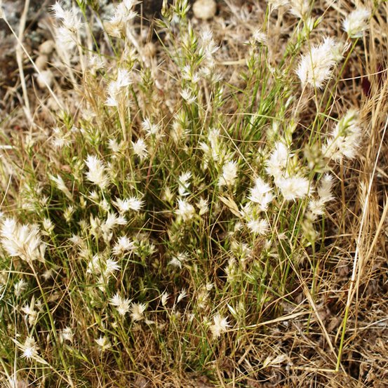 Image of Kneed Wallaby Grass