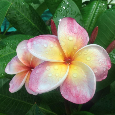 Image of Plumeria Rubra