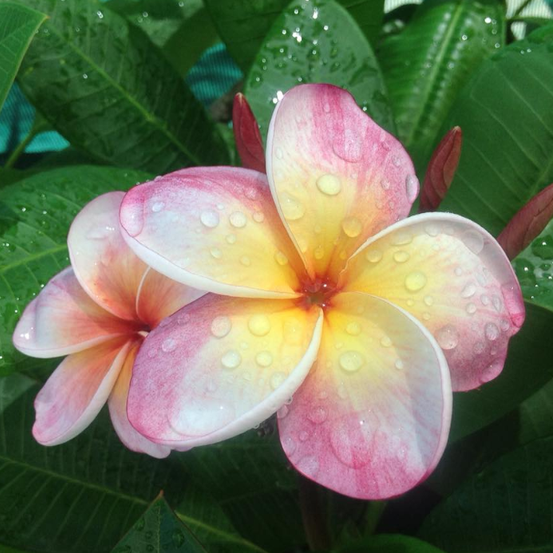 Image of Plumeria Rubra
