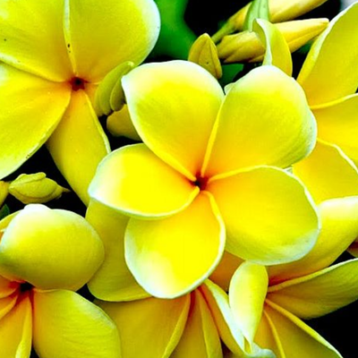 Image of Plumeria Rubra