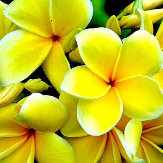 Image of Plumeria Rubra
