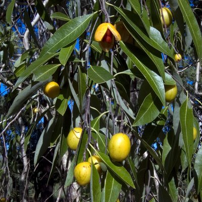 Image of Denhamia