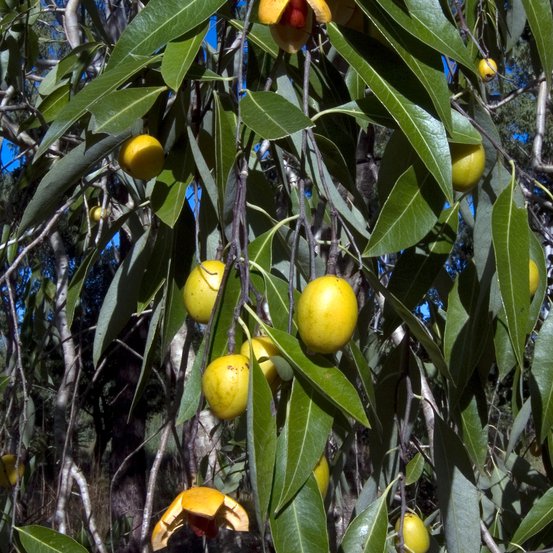 Image of Denhamia