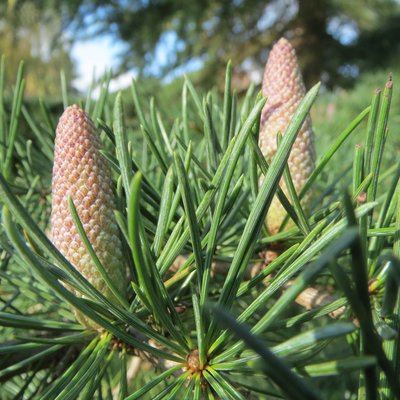 Image of Deodar Cedar