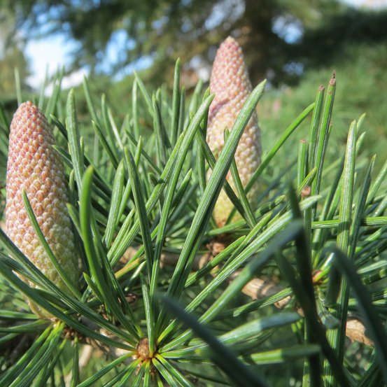 Image of Deodar Cedar
