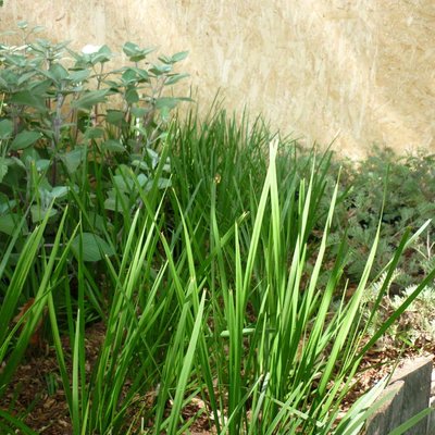 Image of Paroo Lily