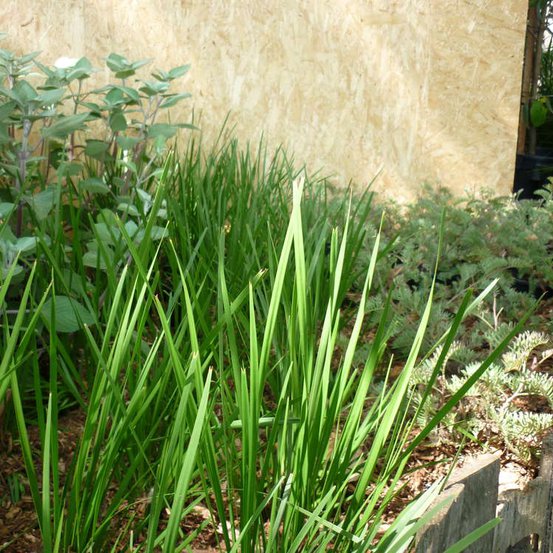 Image of Paroo Lily