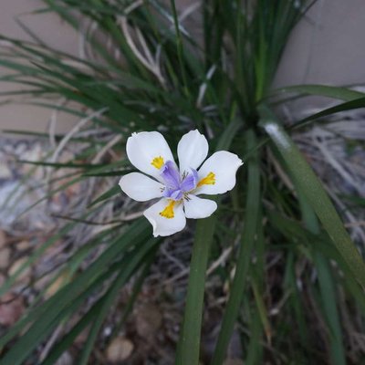 Image of Cape Iris
