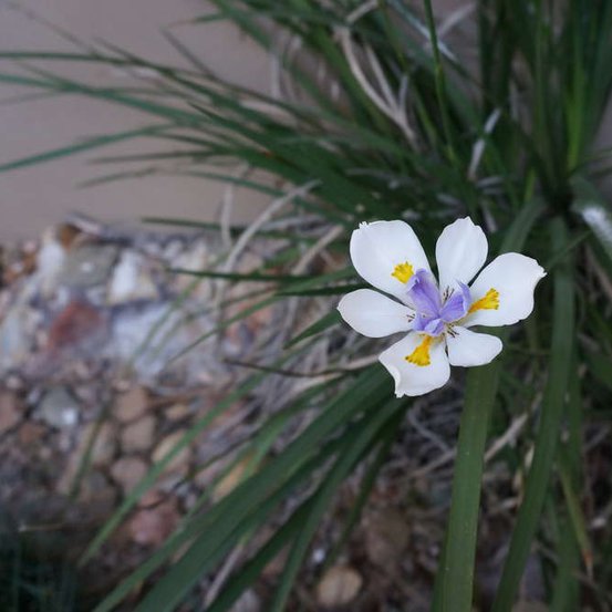 Image of Cape Iris