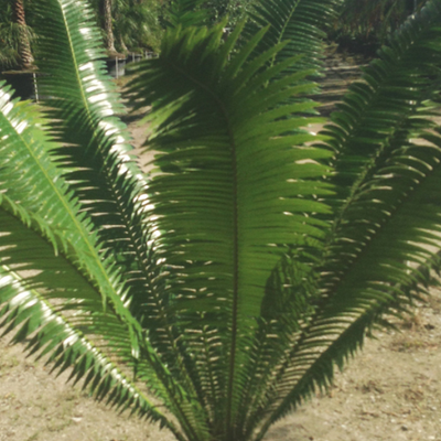 Image of Dioon Cycad 