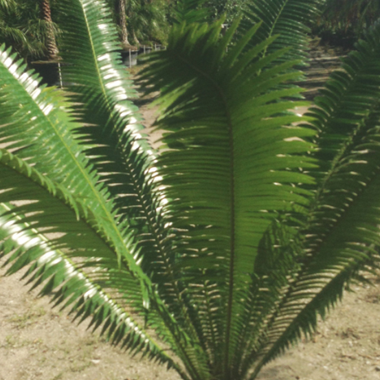 Image of Dioon Cycad 