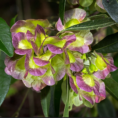 Image of Hop Bush 