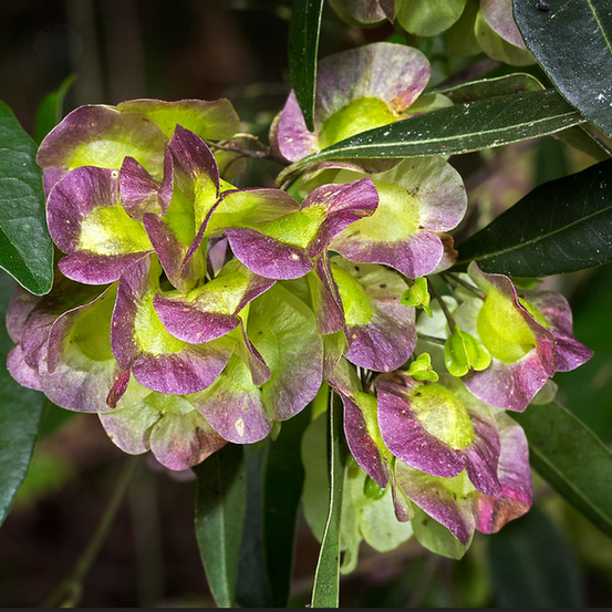Image of Hop Bush 