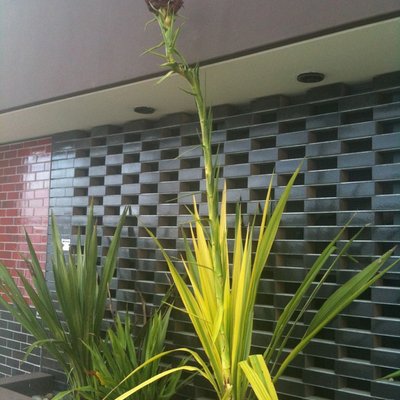 Image of Gymea Lily