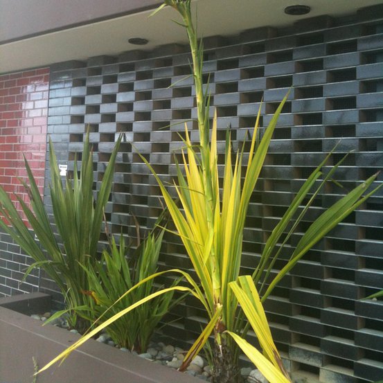 Image of Gymea Lily