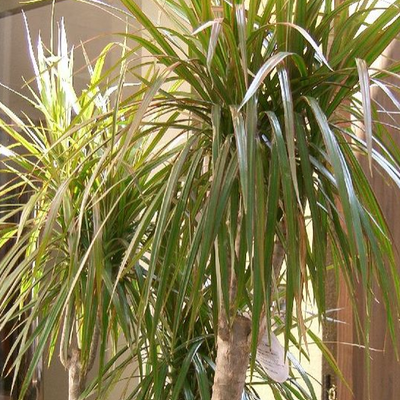 Image of Madagascar Dragon Tree 