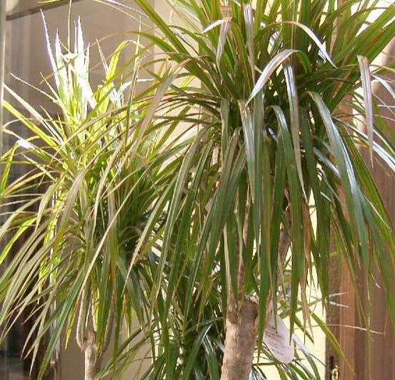 Image of Madagascar Dragon Tree 