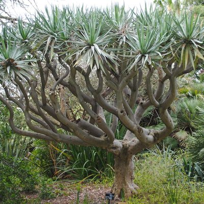 Image of Dragon Tree