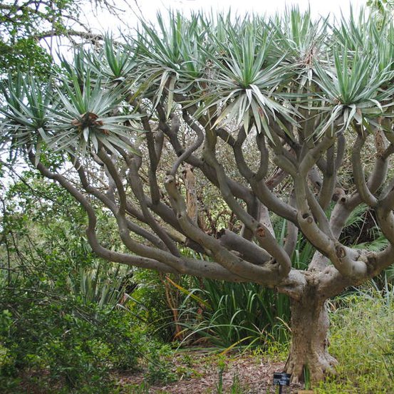 Image of Dragon Tree