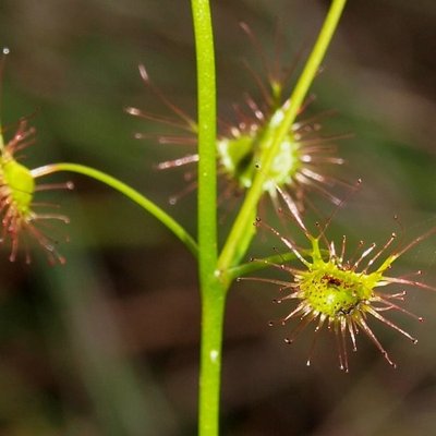 Image of Tall sundew