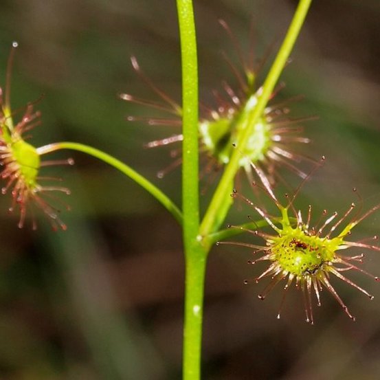 Image of Tall sundew