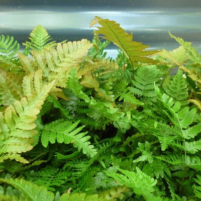 Image of Autumn fern