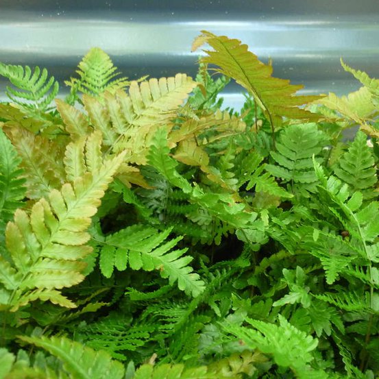 Image of Autumn fern