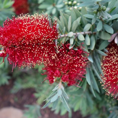 Image of Dwarf Bottlebrush