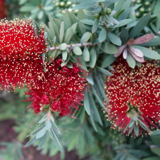 Image of Dwarf Bottlebrush
