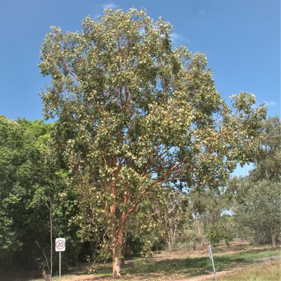 Image of Northern Salmon Gum