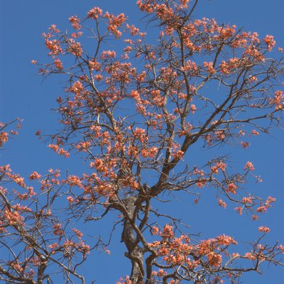 Image of Bats Wing Coral Tree