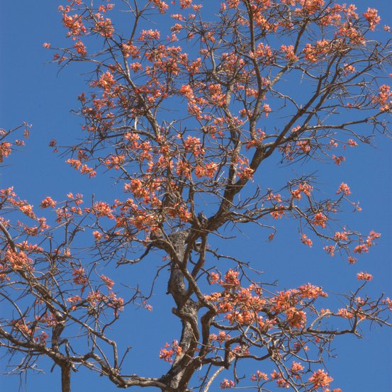 Image of Bats Wing Coral Tree