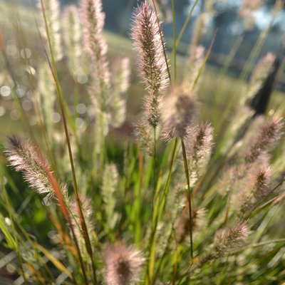 Image of Hare’s-Foot Grass