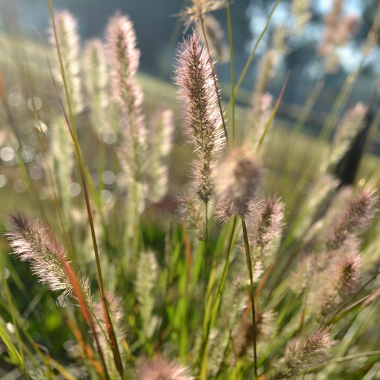 Image of Hare’s-Foot Grass