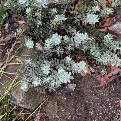 Image of Emu Bush (Eremophila glabra)