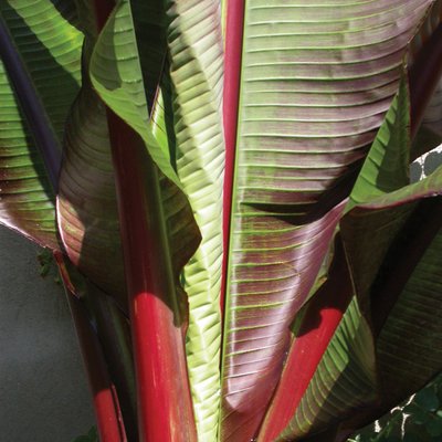 Image of Abyssinian Banana