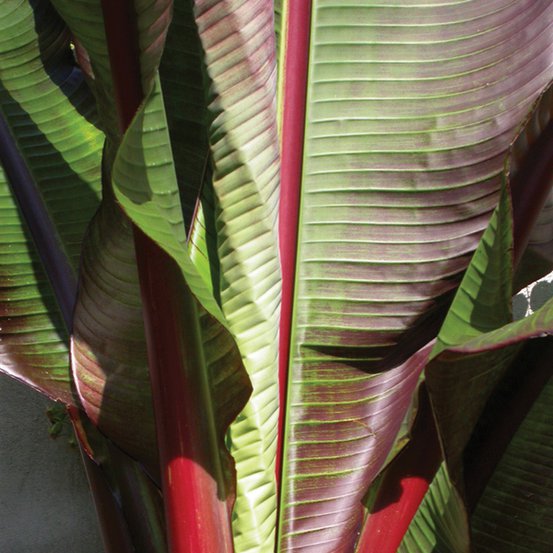 Image of Abyssinian Banana
