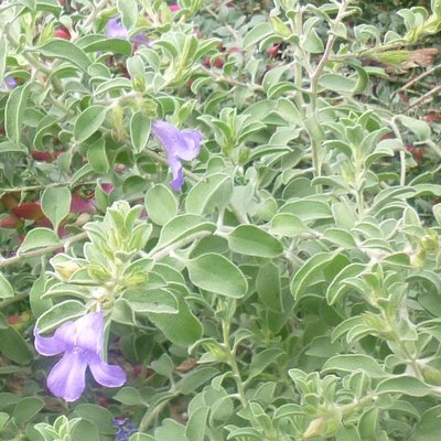Image of Krichauff Ranges Fuchsia