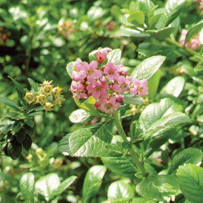 Image of Escallonia