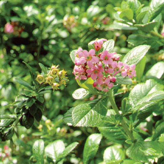 Image of Escallonia