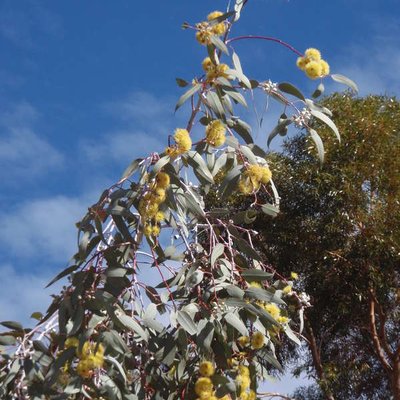 Image of Eucalyptus Bushy Yate