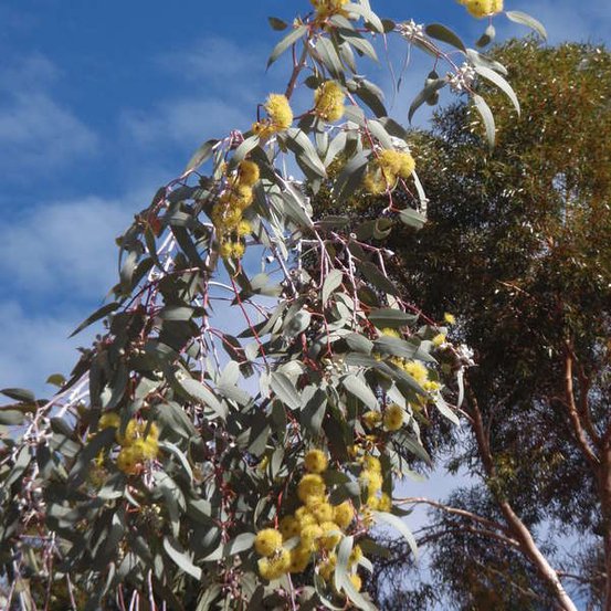 Image of Eucalyptus Bushy Yate