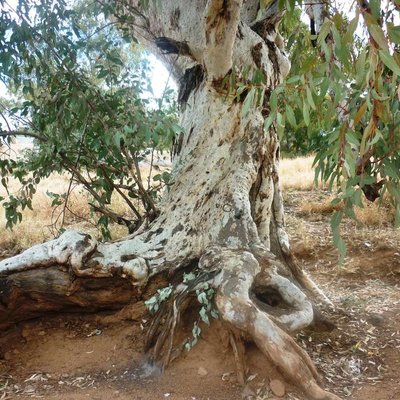 Image of River Red Gum