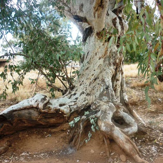 Image of River Red Gum